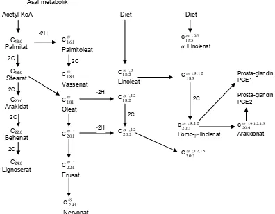 Gambar 9  Metabolisme lemak (Bell dan Freeman 1971) 