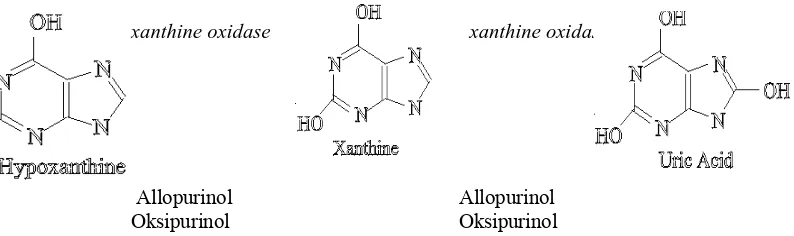 Gambar 2. Mekanisme penghambatan allopurinol (Mutschler, 1991) 