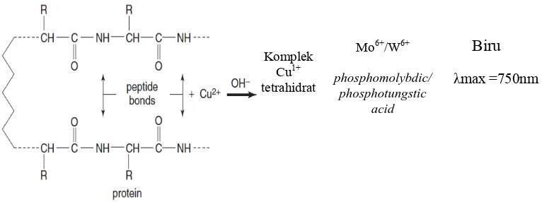 Gambar 4.  Mekanisme Reaksi Protein Lowry (John wiley and Sons, 2001) 