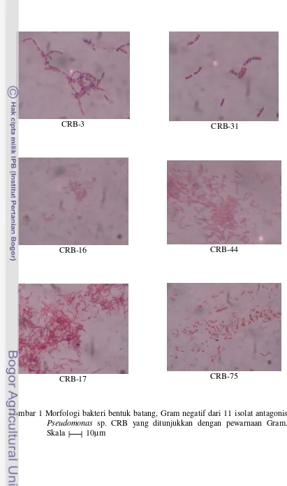 Gambar 1 Morfologi bakteri bentuk batang, Gram negatif dari 11 isolat antagonis  