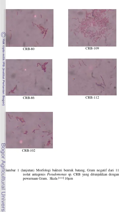 Gambar 1 (lanjutan) Morfologi bakteri bentuk batang, Gram negatif dari 11  