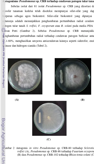 Gambar 2 Antagonis in vitro Pseudomonas sp. CRB-80 terhadap Sclerotium rolfsii (A), Pseudomonas sp