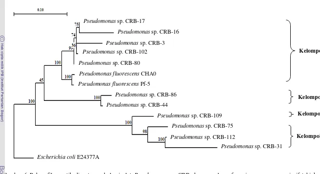 Gambar 6 Pohon filogenetik di antara sebelas isolat Pseudomonas sp. CRB dengan galur referensi yang mempunyai sifat biokontrol Pseudomonas fluorescens CHA0 (No akses AJ278812), Pf-5 (CP000076.1) dan Escherichia coli (E24377A) sebagai kelompok γ proteobacte