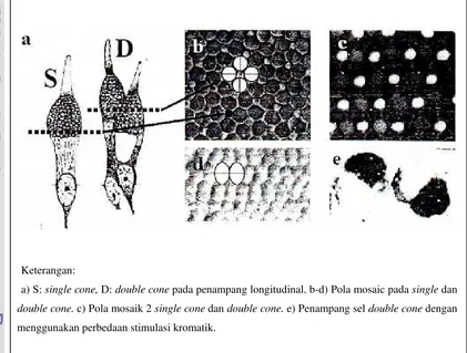 Gambar 3 Penampang dan pola mosaik fotoreseptor (Sumber: Anonim 2008) 