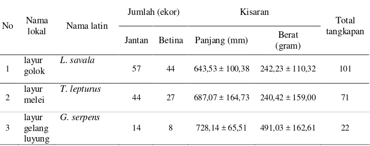Tabel 4.  Komposisi hasil tangkapan ikan layur selama penelitian di perairan Palabuhanratu 