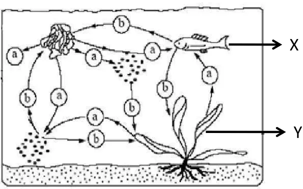 Gambar di bawah ini menunjukkan ekosistem perairan. 