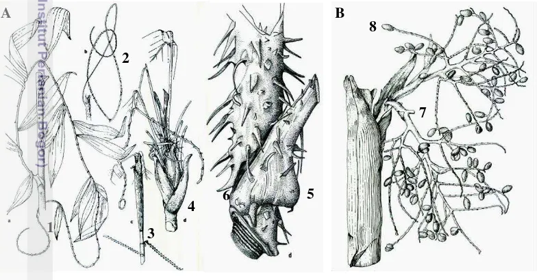 Figure 1   Part of rattan. [A] Vegetative parts. [B] Generative parts. 1. cirrus, 2. 