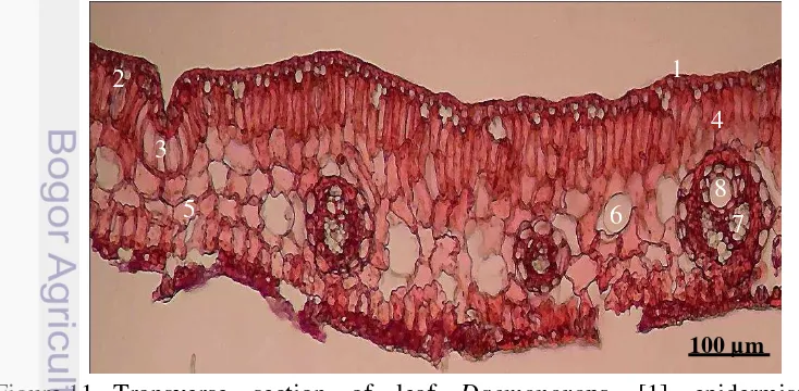 Figure 11   Transverse section of leaf Daemonorops. [1] epidermis; [2] 