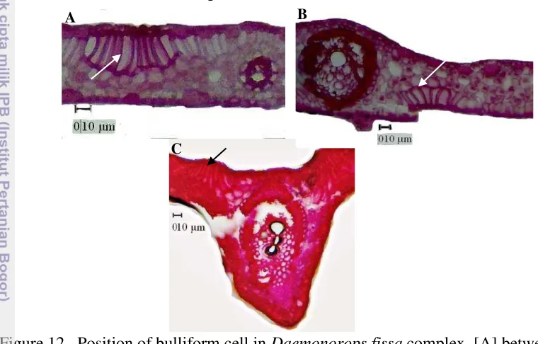 Figure 12   Position of bulliform cell in Daemonorops fissa complex. [A] between 