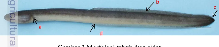 Gambar 3 Morfologi tubuh ikan sidat  