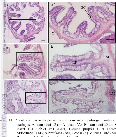 Gambar 11  Gambaran mikroskopis esofagus ikan sidat  potongan melintang   esofagus. A: ikan sidat 12 cm A’ insert (A), B: ikan sidat 20 cm B’ insert (B) Goblet cell (GC), Lamina propria (LP) Lamina Muscularis (LM), Submukosa (SM) Serosa (S) Mucosa Fold (MF