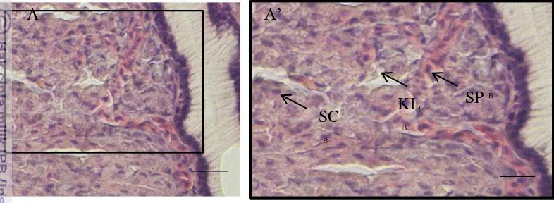 Gambar 13   Gambaran mikroskopis segmen lambung ikan sidat Sel Parietal (SP),  