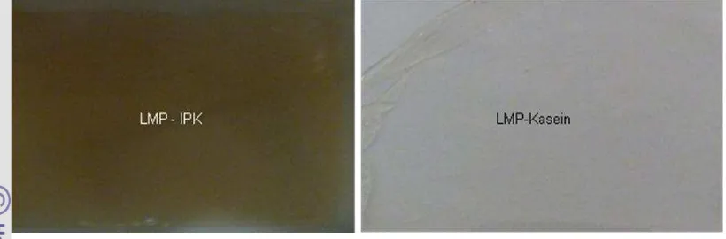 Gambar 10. Film edibel berbahan dasar LMP-isolat protein kedelai (kiri) dan 