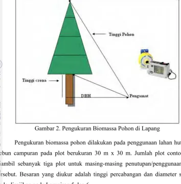 Gambar 2. Pengukuran Biomassa Pohon di Lapang 