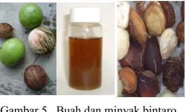 Gambar 5   Buah dan minyak bintaro. 