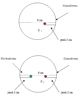 Gambar 15 Cara pengujian antagonisme Trichoderma sp TBPH terhadap Ganoderma sp GBR   