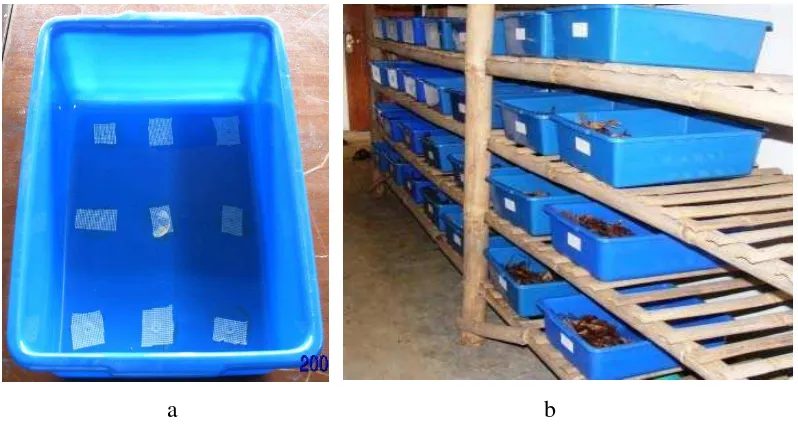Gambar 3  Spesies cacing tanah yang digunakan dalam penelitian: Pheretima sp. (a), E. fetida (b), dan L