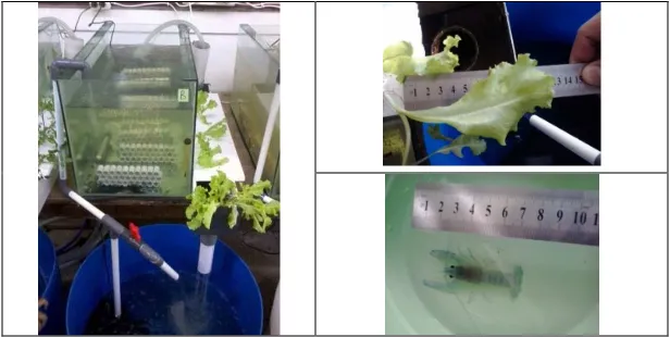 Figure 1.  Recirculating aquarium system, lettuce leaf and crayfish length measurement.