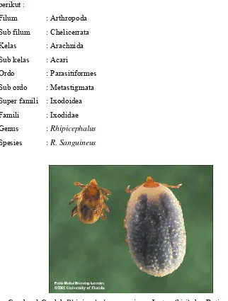 Gambar 1 Caplak Rhipicephalus sanguineus Jantan (kiri) dan Betina (kanan) 