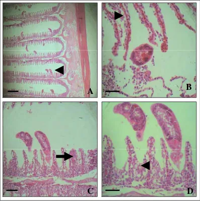 Gambar 6 Beberapa parasit cacing (Kepala panah A). Edema dan desquamasi epitel lamela sekunder (Kepala panah B)
