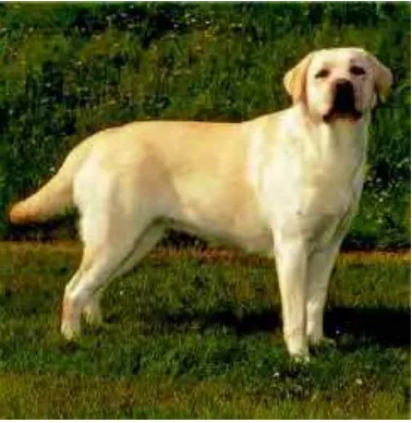 Gambar 1   Anjing Labrador Retriever (Sumber : Wikipedia 2007) 