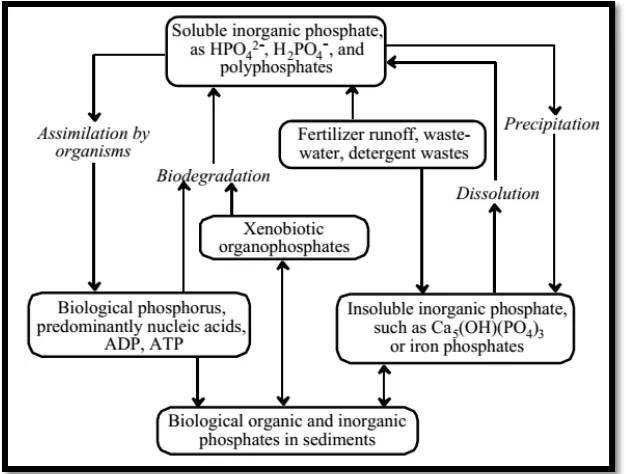 Gambar 2.  Skema siklus fosfat (Manahan, 1994). 