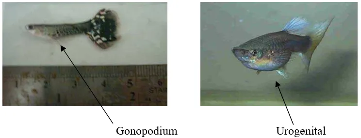 Tabel 6. Uji proporsi  ikan guppy jantan pada perlakuan dosis propolis 