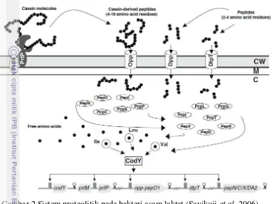 Gambar 2 Sistem proteolitik pada bakteri asam laktat (Savikoji et al. 2006) 