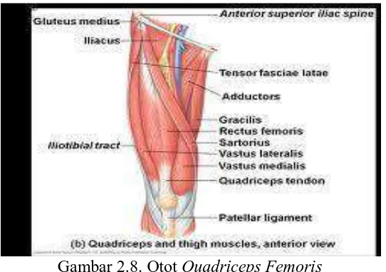 Gambar 2.8. Otot Quadriceps Femoris Sumber : Googleimage.com 