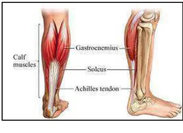 Gambar 2.15. Otot Tungkai Bawah  Sumber : Leg muscle.com 