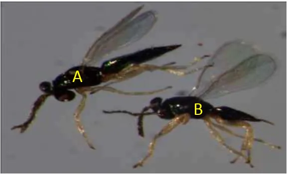 Gambar 2.5   T. schoenobii jantan (A) dan betina (B) 