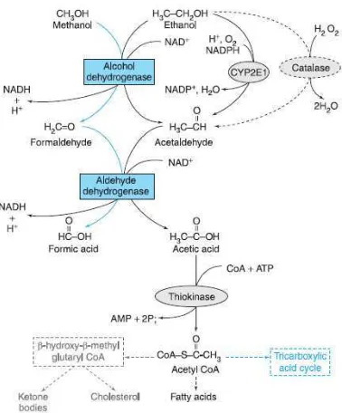 Gambar 8. Metabolisme etanol dan metanol (Brunton et al., 2006). 