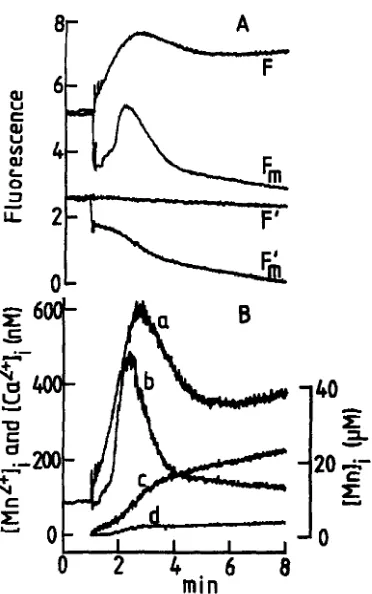 Figure 5A shows four fluorescence traces 