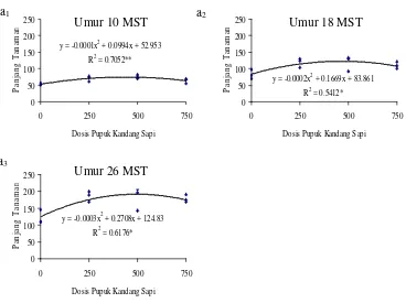 Gambar 7.   Hubungan Dosis Pupuk Kandang Sapi dengan Panjang Tanaman pada  Umur 10 MST (a1), 18 MST (a2), dan 26 MST (a3) 