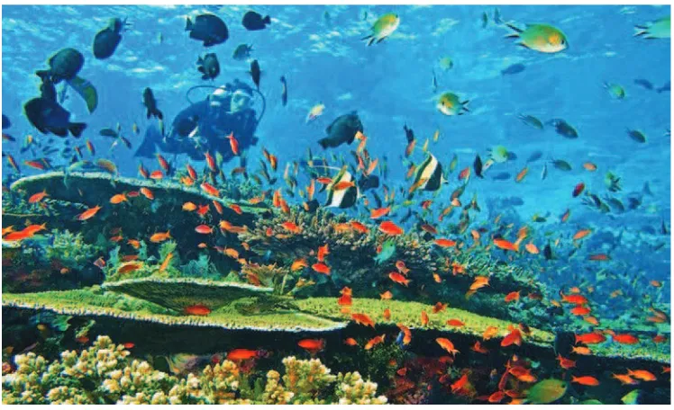 Gambar 1.6Sumber:  http://indonesiaexplorer.net Keragaman biota laut Indonesia  