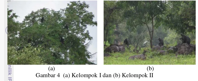 Gambar 4  (a) Kelompok I dan (b) Kelompok II 