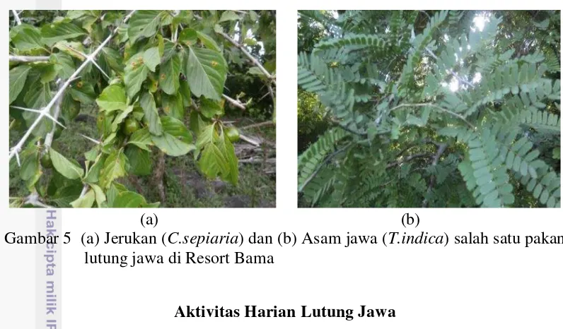 Gambar 5  (a) Jerukan (C.sepiaria) dan (b) Asam jawa (T.indica) salah satu pakan 