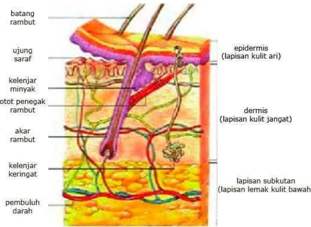 Gambar 1. Struktur lapisan kulit (Bramayudha 2008) 