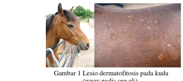 Gambar 1 Lesio dermatofitosis pada kuda 