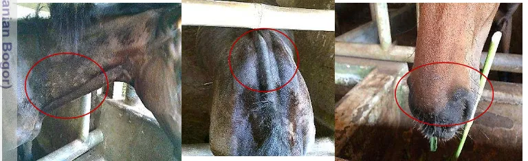 Gambar 4 Lesio infeksi yang diduga dermatofitosis pada Kuda 