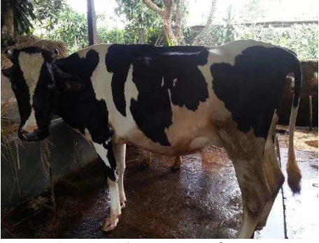 Gambar 1  Sapi Friesian Holstein 