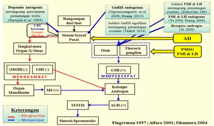 Gambar 1 Diagram alur mekanisme induksi maturasi menggunakan Oodev untukmempercepat maturasi dan meningkatkan kinerja reproduksi udangvaname jantan.