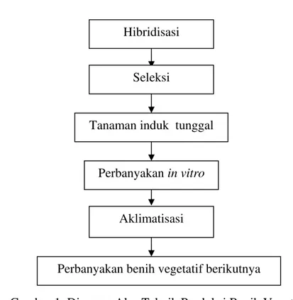 Gambar 1. Diagram Alur Teknik Produksi Benih Vegetatif  Krisan  Sumber: Balai Penelitian Tanaman Hias, Segunung (2005) 