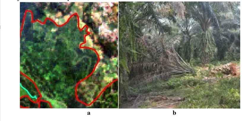 Gambar 5 a) Kelas Umur Tanaman Kelapa Sawit 4 Tahun pada Citra ALOS AVNIR-2 yang 