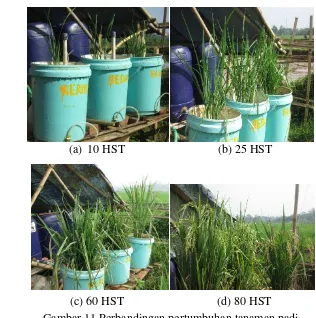 Gambar 11 Perbandingan pertumbuhan tanaman padi 