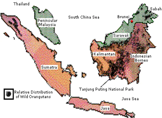 Gambar 2. Distribusi Orangutan (Shapiro 2008) 