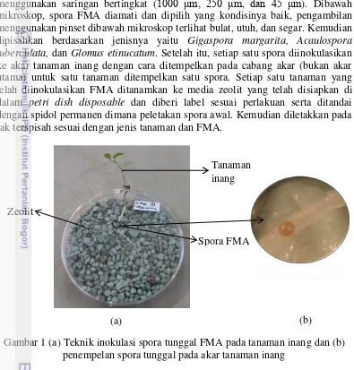 Gambar 1 (a) Teknik inokulasi spora tunggal FMA pada tanaman inang dan (b) 