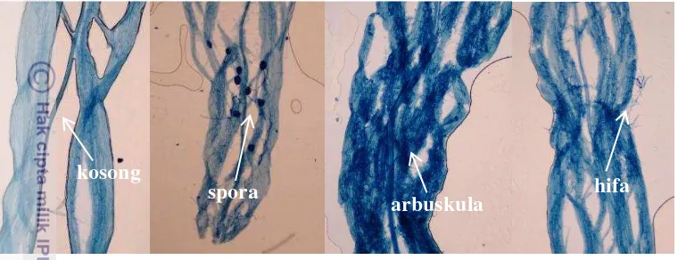 Gambar 3 Penampakan preparat akar dengan mikroskop perbesaran 10x10 