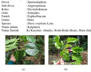 Gambar 1  Perbedaan daun (a) Hura polyandra ; (b) Hura crepitans 