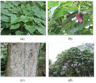 Gambar 2  Bentuk morfologi (a) daun ; (b) bunga; (c) bentuk batang; dan (d)  bentuk tajuk tanamankalpataru (Hura crepitans) 